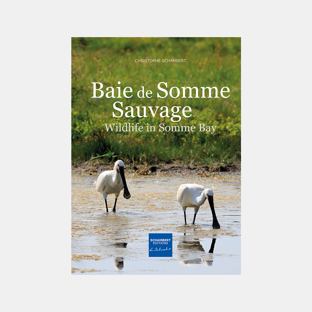 Livre photo baie de Somme sauvage, wildlife in Somme Bay, nature et oiseaux. Nouvelle édition avec couverture cartonnée rigide - Christophe Schambert - Schambert Editions