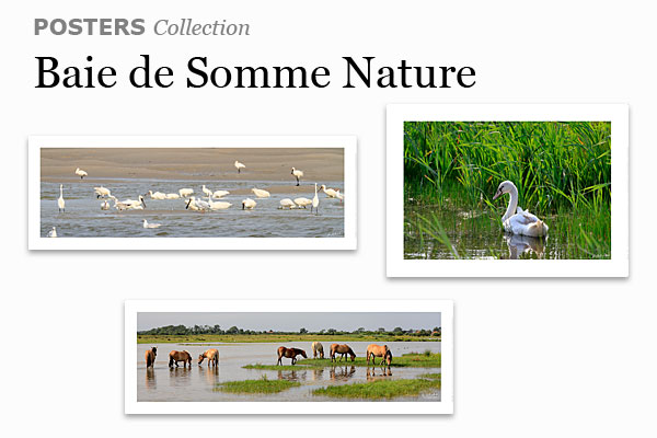 Photos et posters des oiseaux de la Baie de Somme en Picardie dans les Hauts-de-France