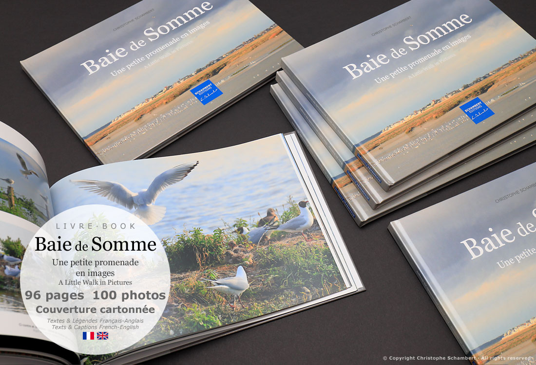 Livre Photo - Baie de Somme Une petite promenade en images - Couverture carton - Extrait mouettes - Christophe Schambert - Schambert Editions