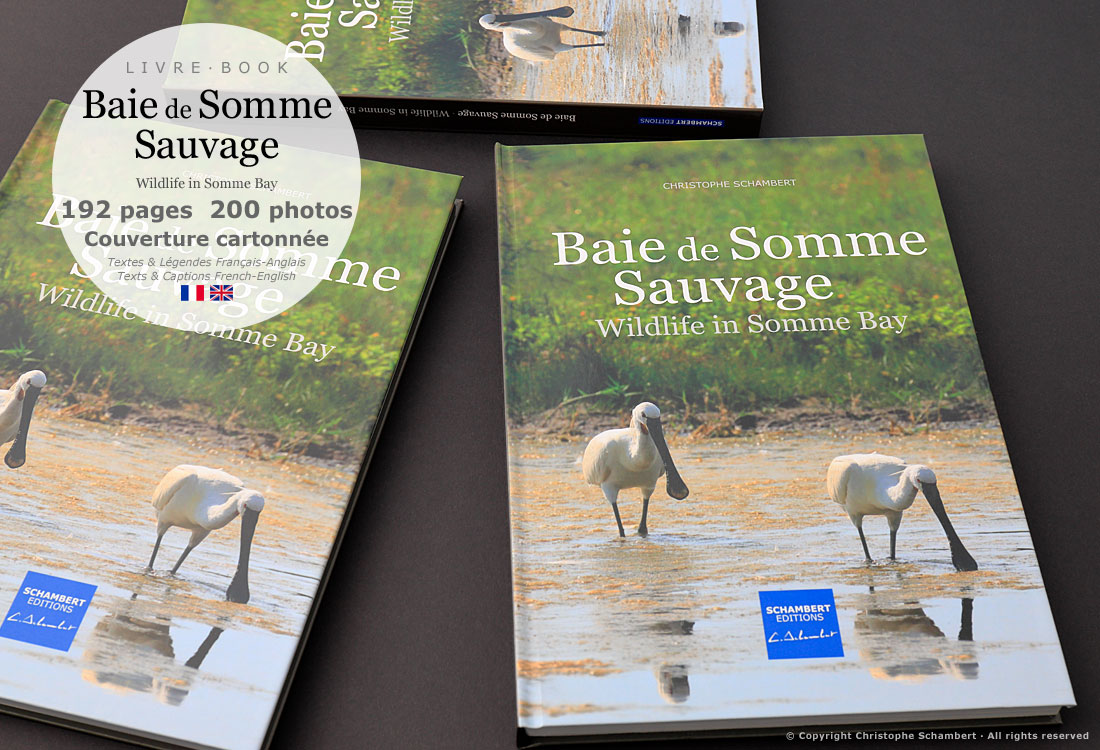 Livre de photographies Baie de Somme Sauvage Wildlife in Somme Bay - Couvertures - Somme Côte Picarde Hauts-de-France - Auteur Christophe Schambert