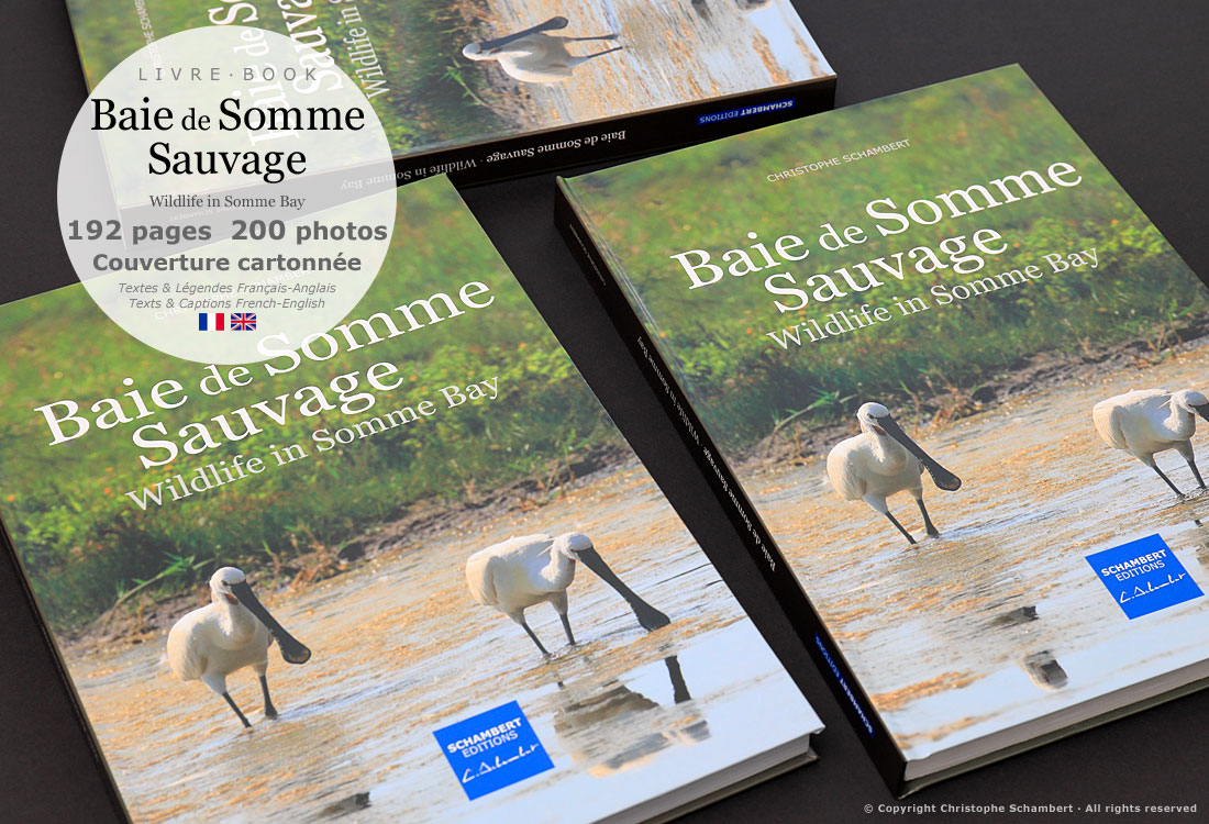 Livre de photographies Baie de Somme Sauvage Wildlife in Somme Bay - Couvertures livres - Somme Côte Picarde Hauts-de-France - Auteur Christophe Schambert