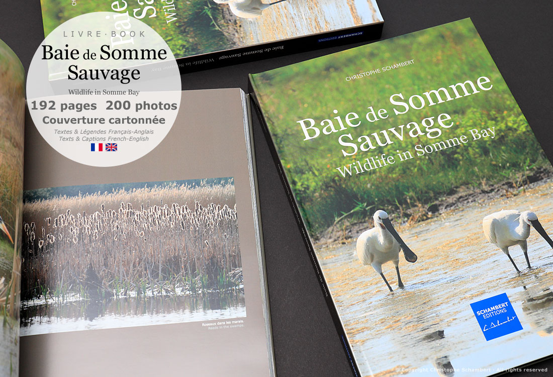 Livre de photographies Baie de Somme Sauvage Wildlife in Somme Bay - Roseaux - Somme Côte Picarde Hauts-de-France - Auteur Christophe Schambert
