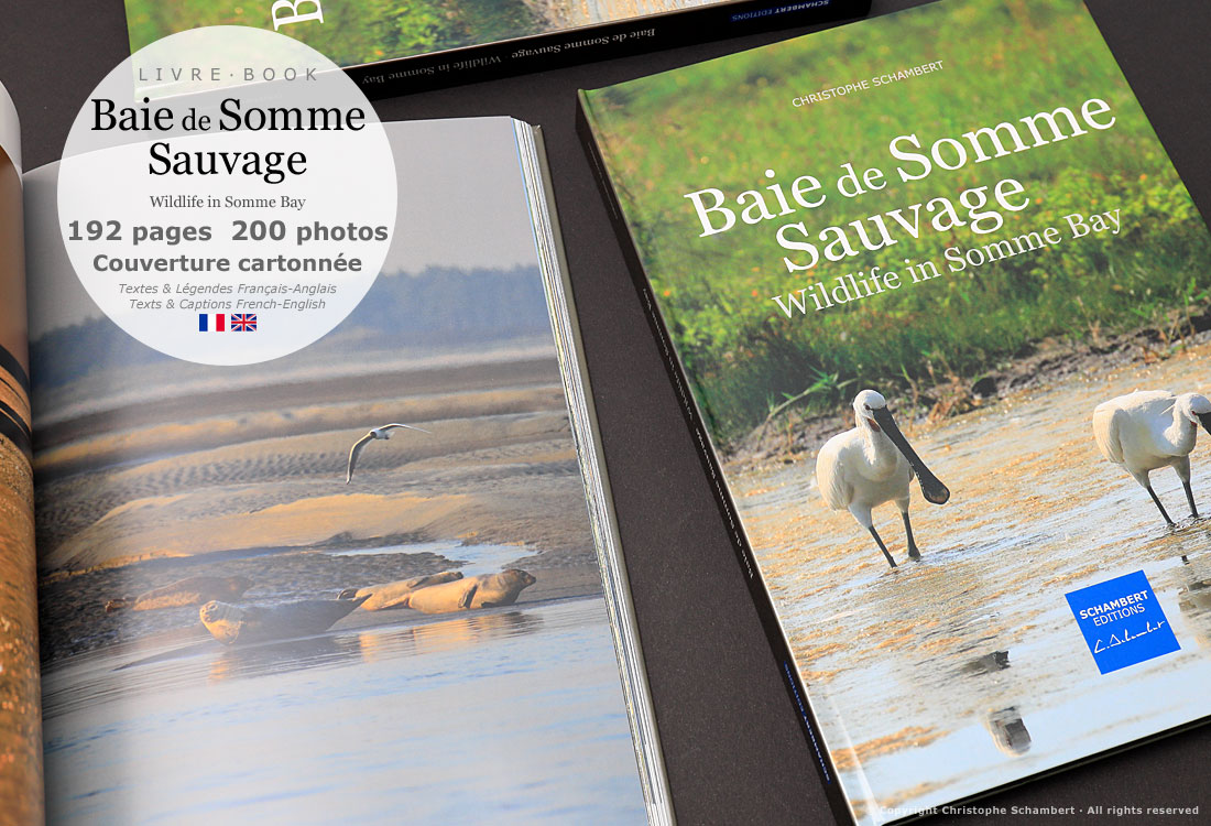 Livre de photographies Baie de Somme Sauvage Wildlife in Somme Bay - Phoques - Somme Côte Picarde Hauts-de-France - Auteur Christophe Schambert