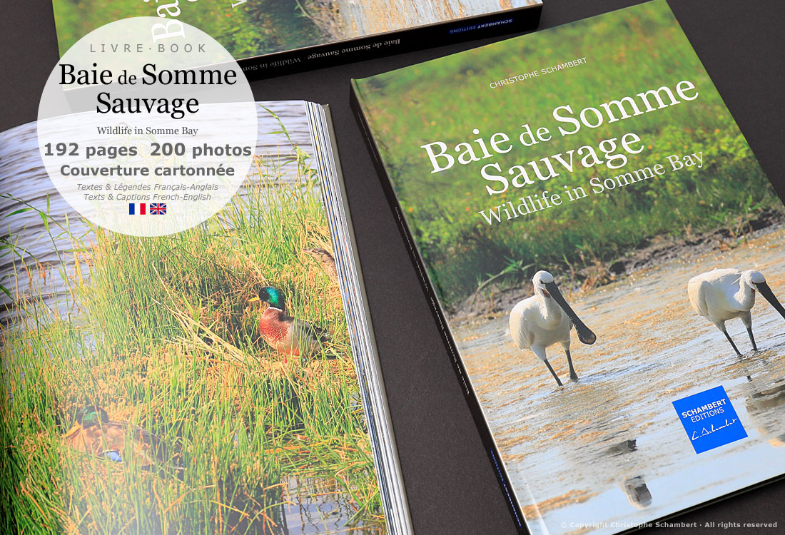 Livre de photographies Baie de Somme Sauvage Wildlife in Somme Bay - Canards - Somme Côte Picarde Hauts-de-France - Auteur Christophe Schambert