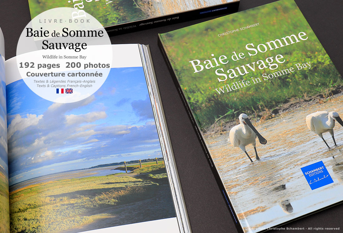 Livre de photographies Baie de Somme Sauvage Wildlife in Somme Bay - La Baie - Somme Côte Picarde Hauts-de-France - Auteur Christophe Schambert