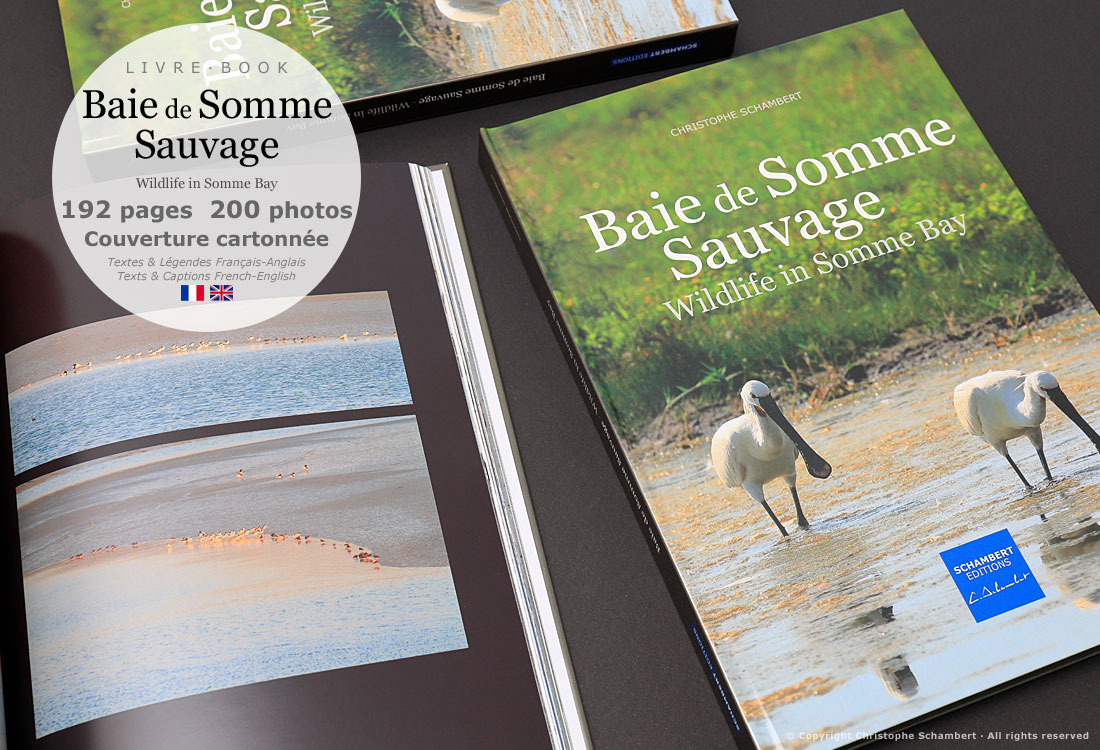 Livre de photographies Baie de Somme Sauvage Wildlife in Somme Bay - Huitriers Pie - Somme Côte Picarde Hauts-de-France - Auteur Christophe Schambert