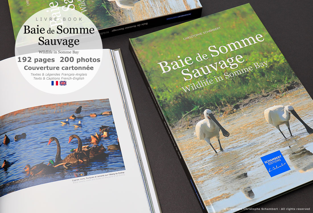 Livre de photographies Baie de Somme Sauvage Wildlife in Somme Bay - Cygnes noirs - Somme Côte Picarde Hauts-de-France - Auteur Christophe Schambert