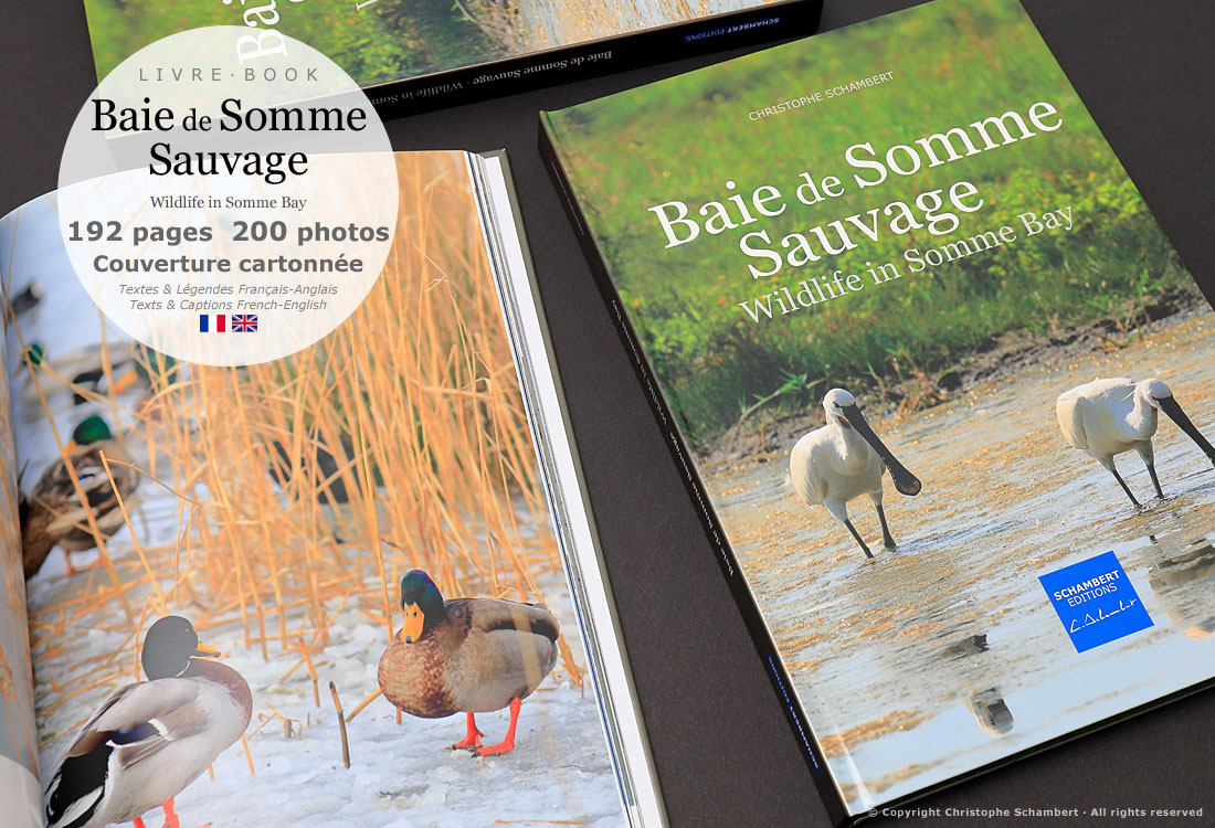Livre de photographies Baie de Somme Sauvage Wildlife in Somme Bay - Canards en hiver - Somme Côte Picarde Hauts-de-France - Auteur Christophe Schambert