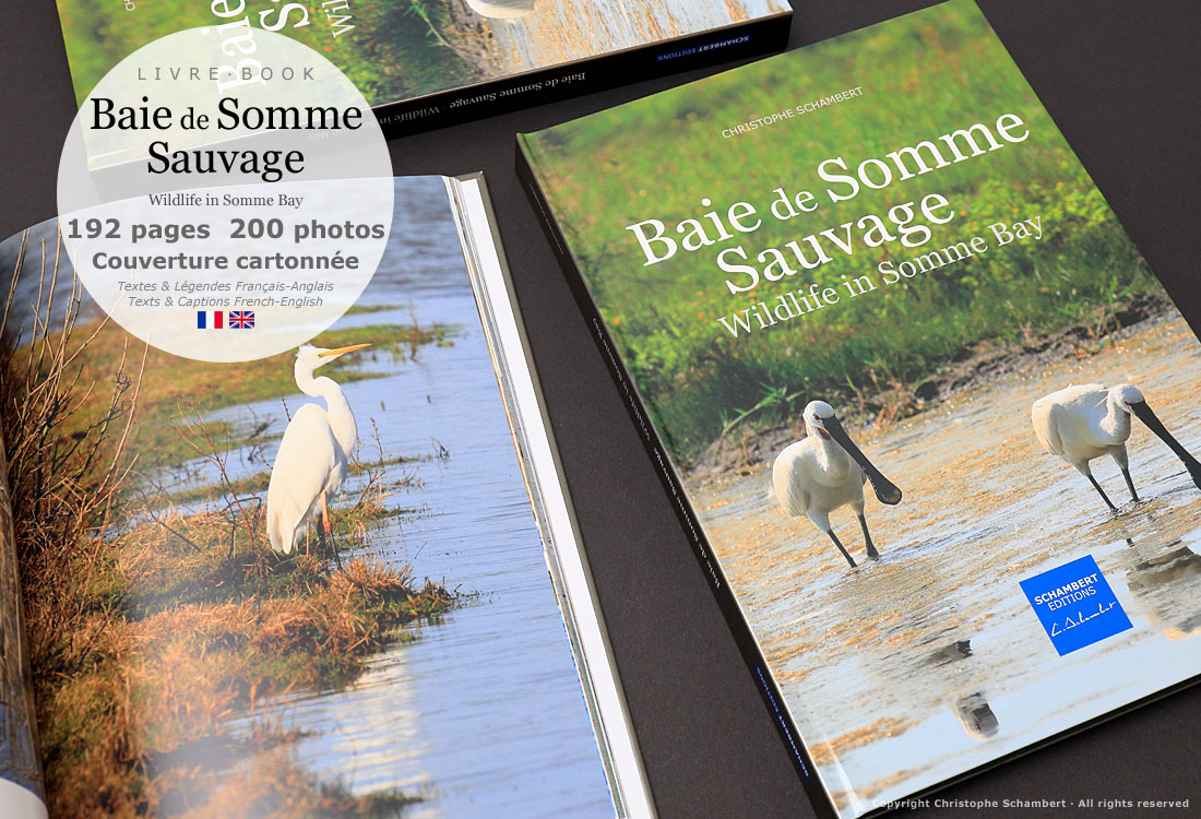 Livre de photographies Baie de Somme Sauvage Wildlife in Somme Bay - Aigrettes - Somme Côte Picarde Hauts-de-France - Auteur Christophe Schambert