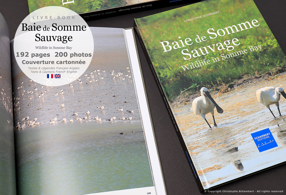 Livre de photographies Baie de Somme Sauvage Wildlife in Somme Bay - Avocettes - Somme Côte Picarde Hauts-de-France - Auteur Christophe Schambert