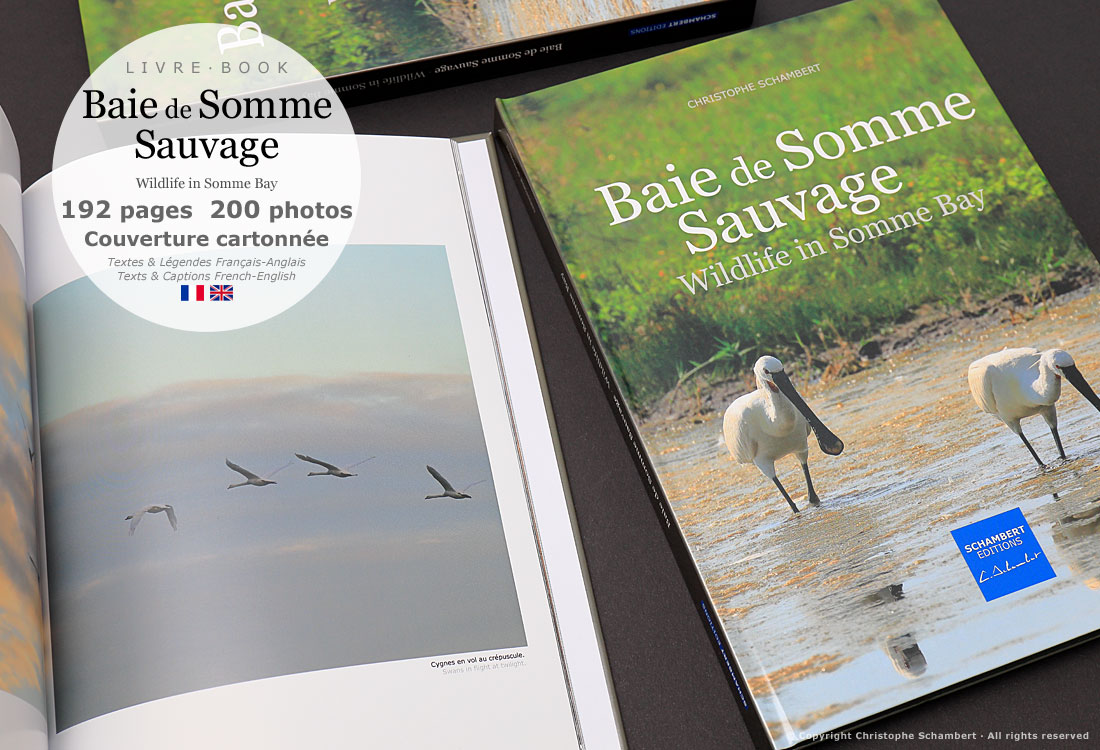 Livre de photographies Baie de Somme Sauvage Wildlife in Somme Bay - Cygnes en vol - Somme Côte Picarde Hauts-de-France - Auteur Christophe Schambert