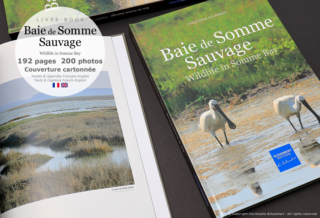 Livre de photographies Baie de Somme Sauvage Wildlife in Somme Bay - Marais - Somme Côte Picarde Hauts-de-France - Auteur Christophe Schambert