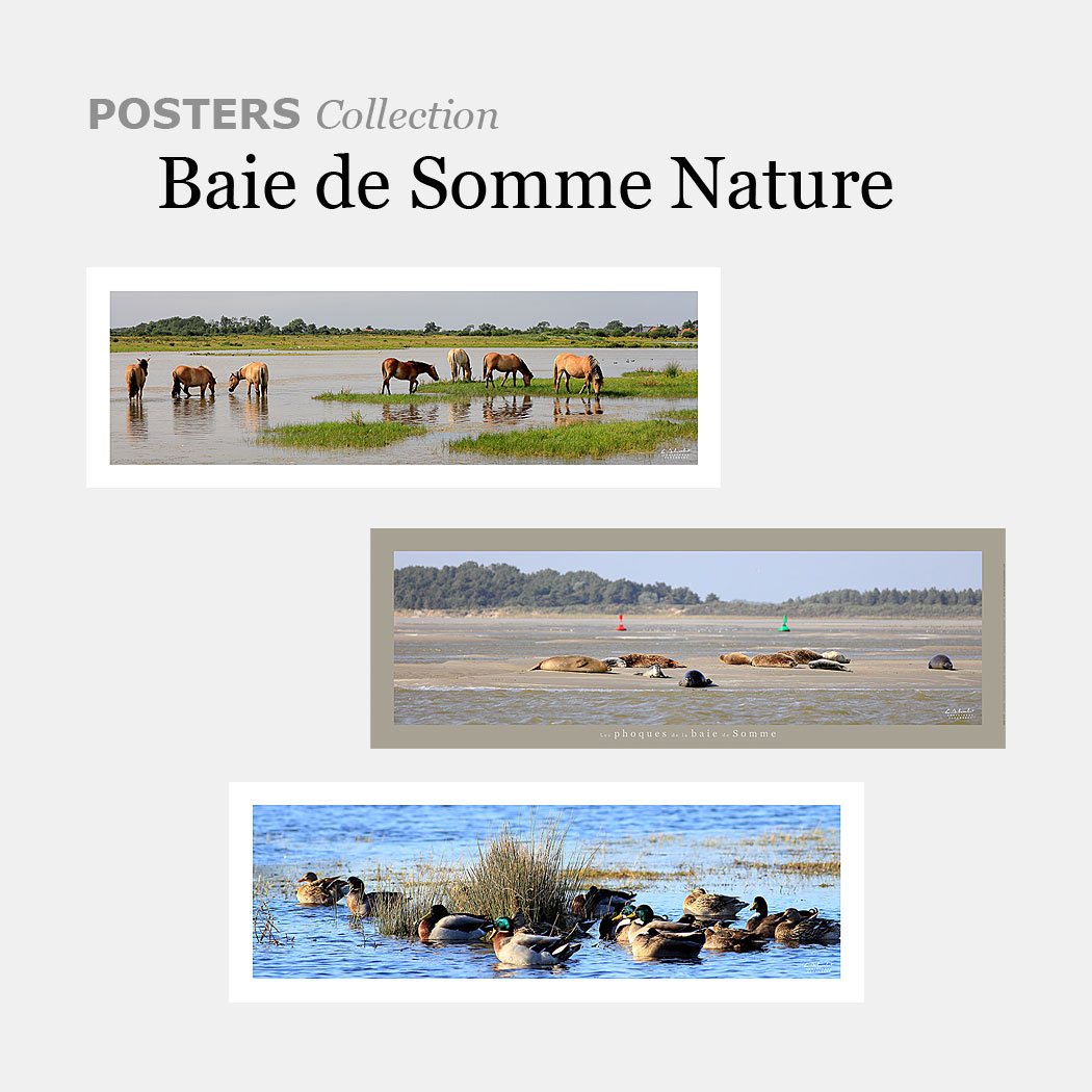Photos et posters des oiseaux de la Baie de Somme en Picardie dans les Hauts-de-France