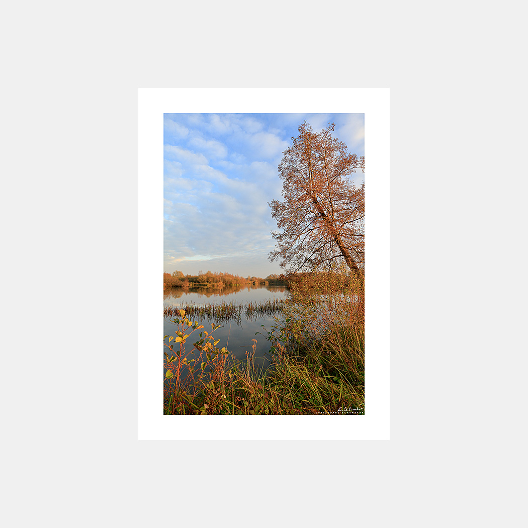 Poster Photo Etangs de Longpré - Arbres en automne - Image de la Vallée de la Somme - Hauts-de-France - Christophe Schambert