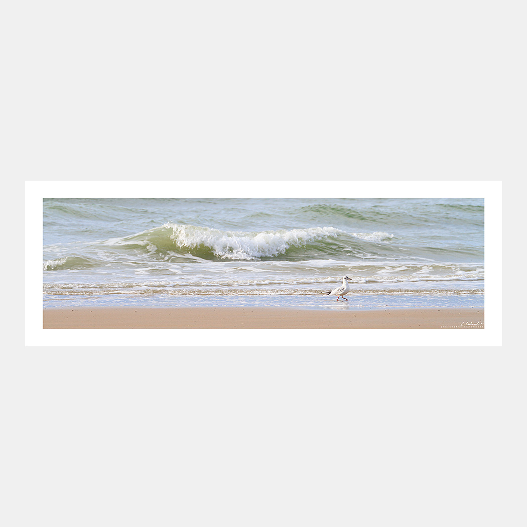 Poster Photo Côte d'Opale - Mouette sur la plage devant les vagues - Image de mer et du littoral des Hauts-de-France - Christophe Schambert
