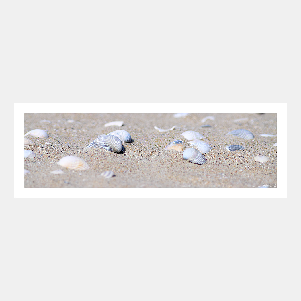 Poster Photo Côte d'Opale - Coquillages dans le sable - Image de mer et du littoral des Hauts-de-France - Christophe Schambert