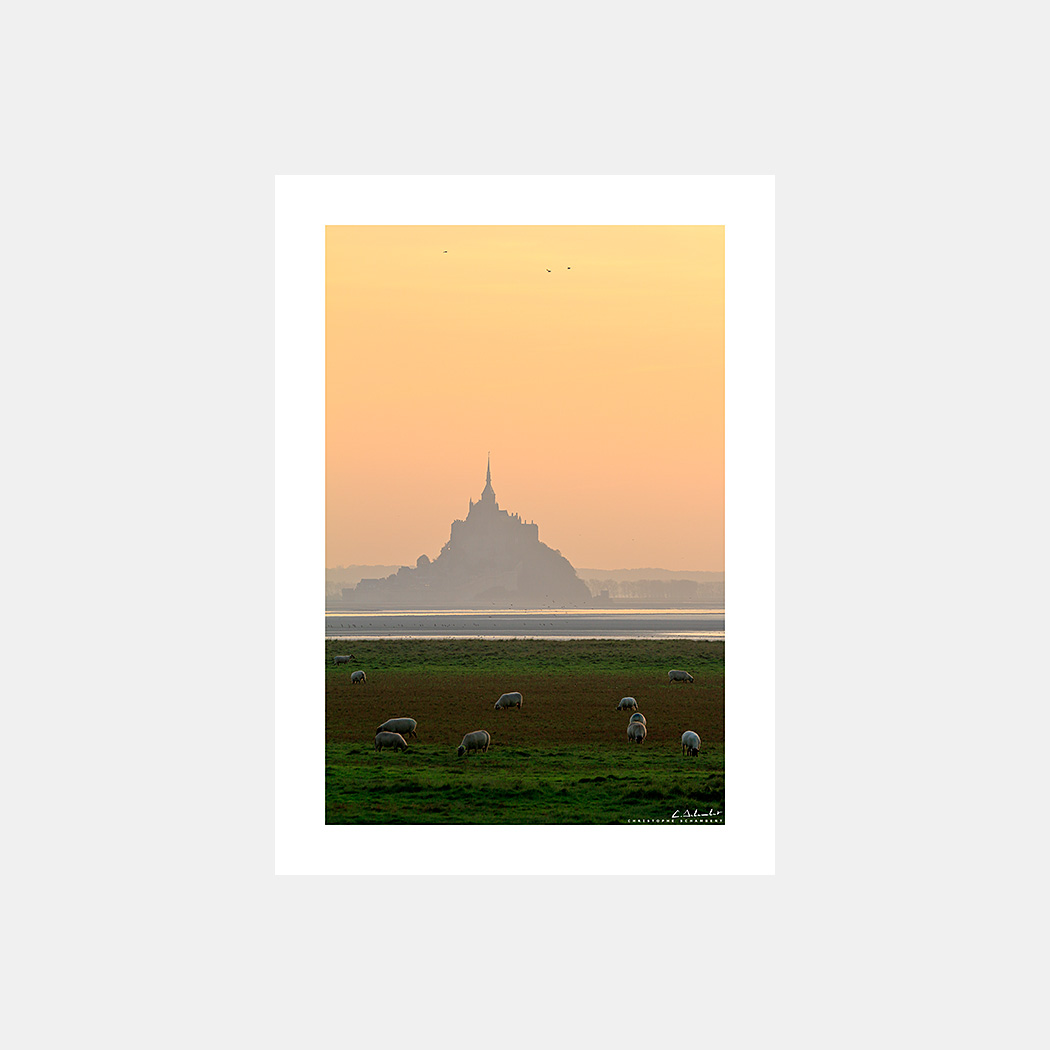 Poster Photo Mont-Saint-Michel - Prairies moutons - Image de la Côte Normande - Normandie - Christophe Schambert