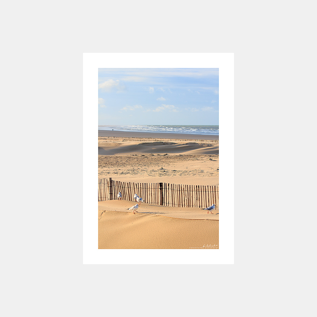 Poster Photo Calais - Dunes et plage avec mouettes - Image de la Côte d'Opale - Hauts-de-France Nord Pas-de-Calais - Christophe Schambert