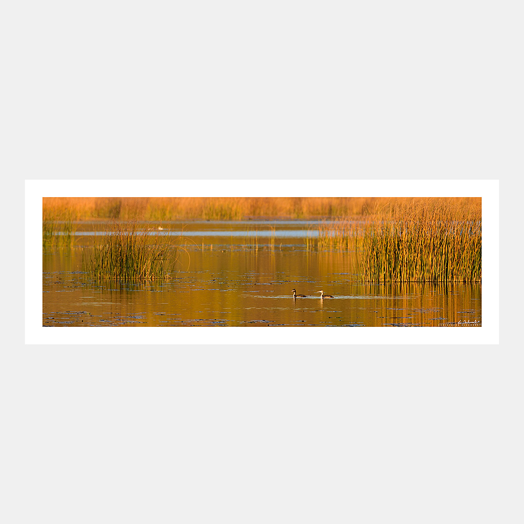 Poster Photo Etangs de Longpré avec des grèbes huppés - Vue panoramique - Image de la Vallée de la Somme - Hauts-de-France - France - Christophe Schambert