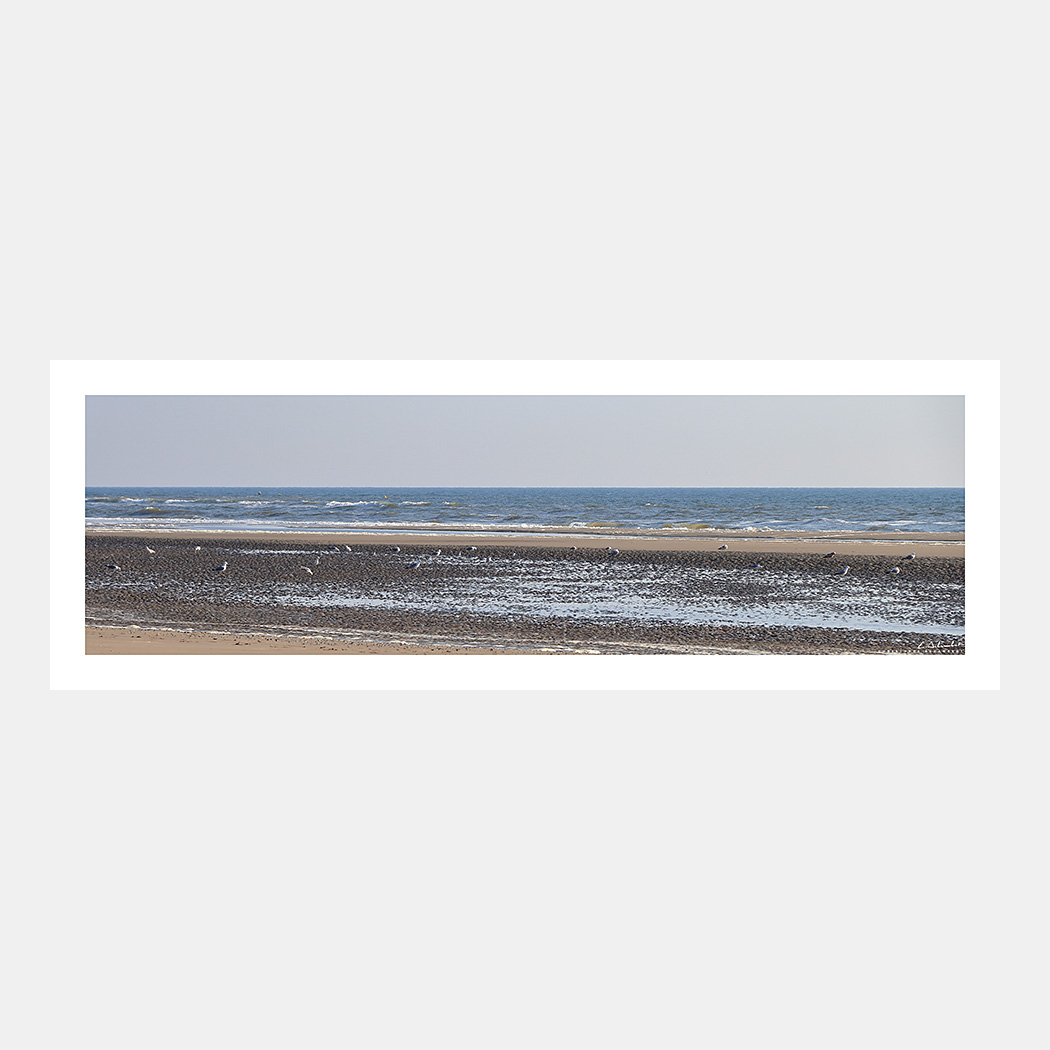 Poster Photo de mouettes et goélands sur la plage du Touquet - Image de la Côte d'Opale - Hauts-de-France Nord Pas-de-Calais - Christophe Schambert