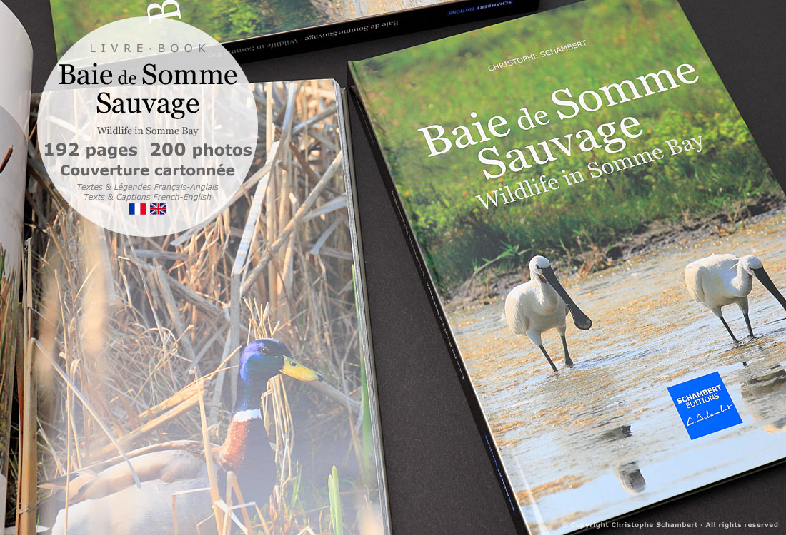 Livre de photographies Baie de Somme Sauvage Wildlife in Somme Bay - Canard colvert - Somme Côte Picarde Hauts-de-France - Auteur Christophe Schambert