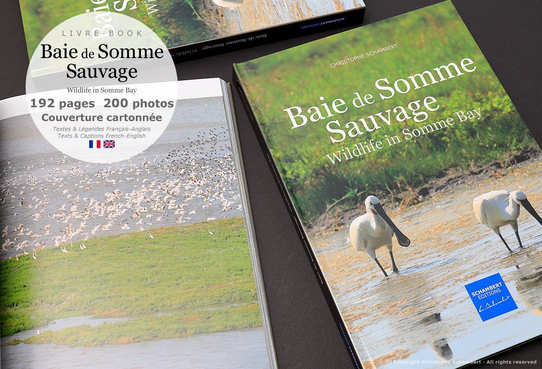 Livre de photographies Baie de Somme Sauvage Wildlife in Somme Bay - Oiseaux - Somme Côte Picarde Hauts-de-France - Auteur Christophe Schambert