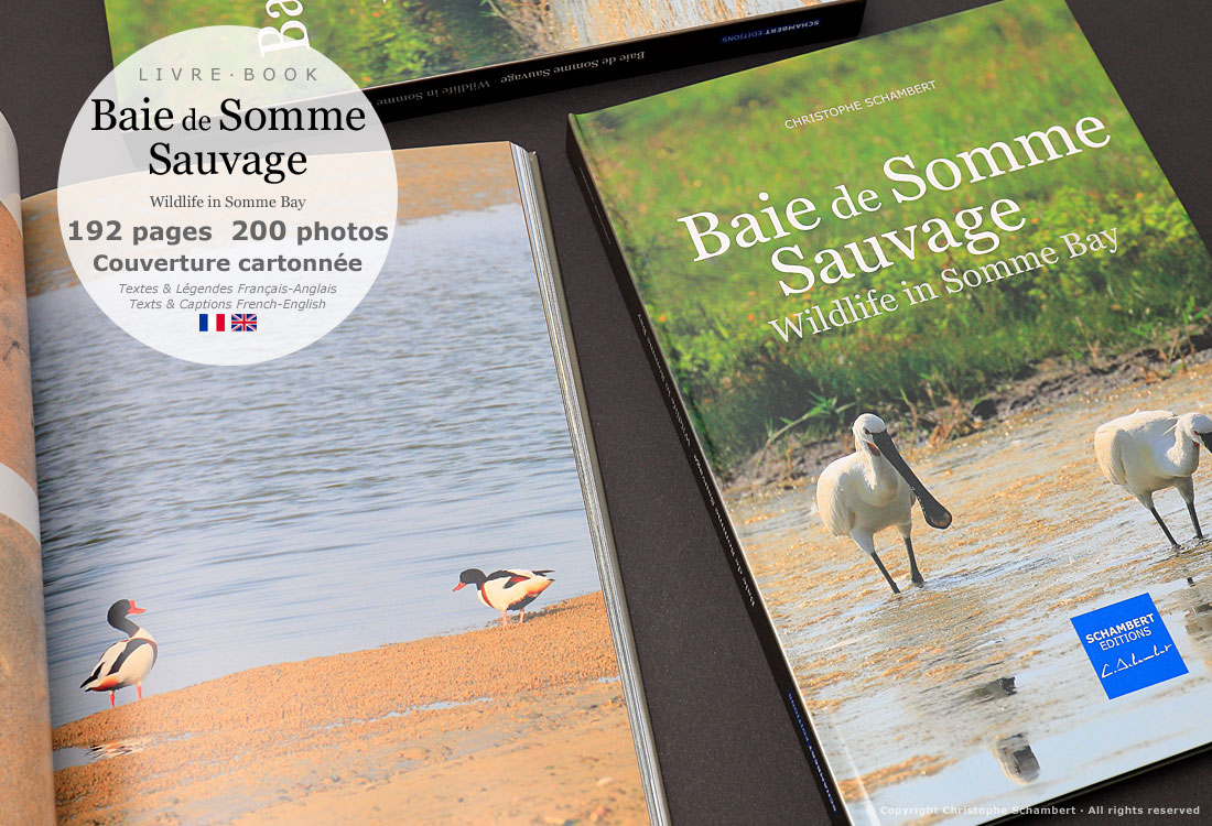 Livre de photographies Baie de Somme Sauvage Wildlife in Somme Bay - Tadornes - Somme Côte Picarde Hauts-de-France - Auteur Christophe Schambert