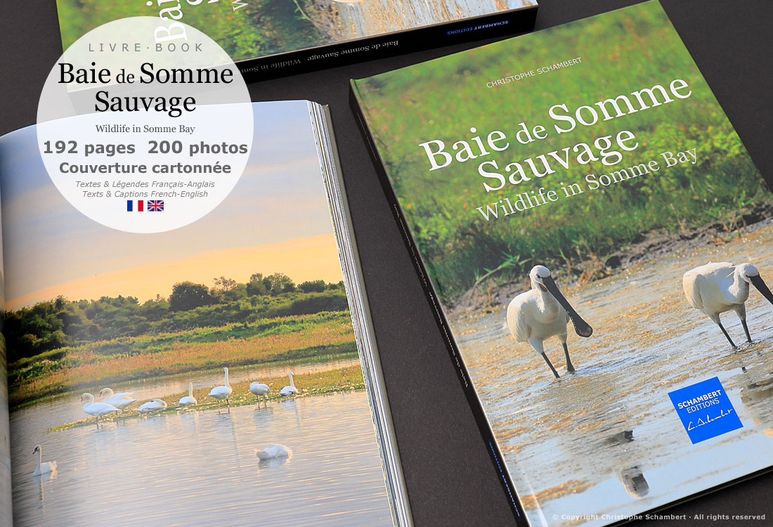 Livre de photographies Baie de Somme Sauvage Wildlife in Somme Bay - Cygnes - Somme Côte Picarde Hauts-de-France - Auteur Christophe Schambert
