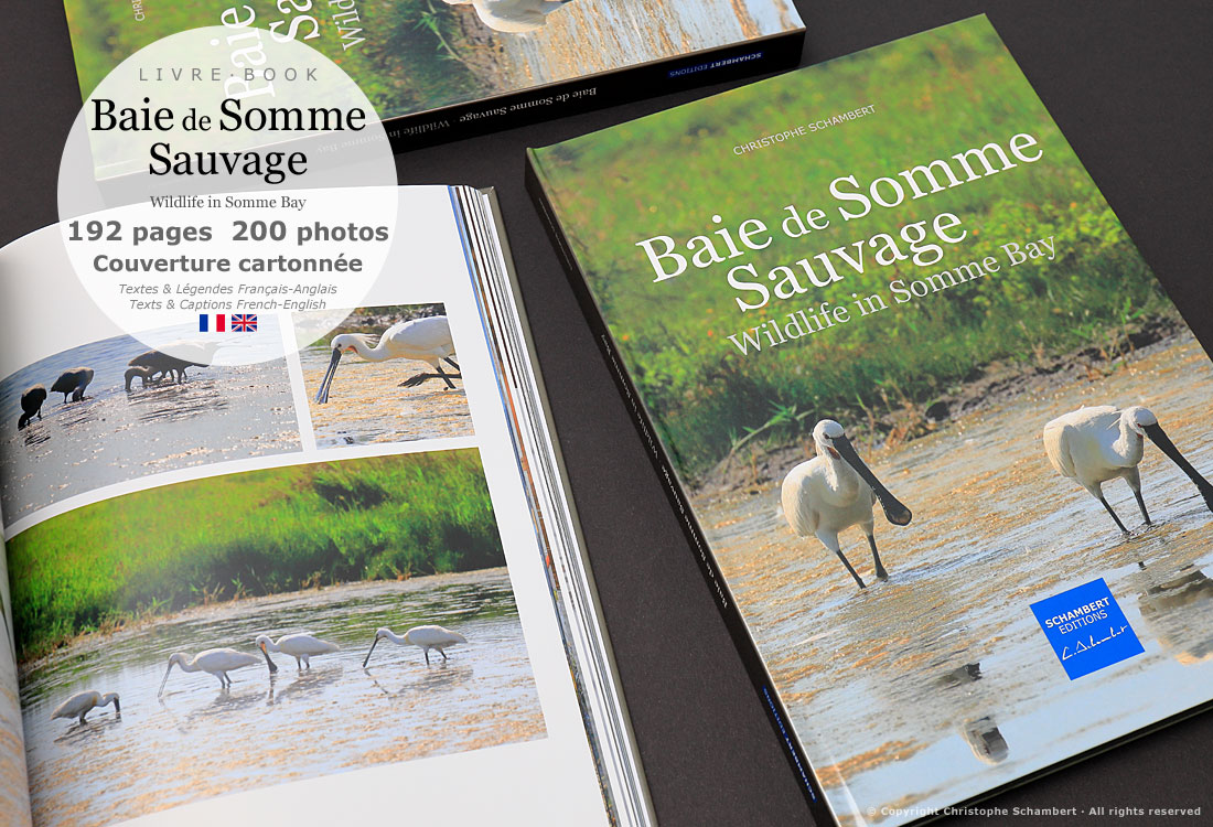 Livre de photographies Baie de Somme Sauvage Wildlife in Somme Bay - Spatules - Somme Côte Picarde Hauts-de-France - Auteur Christophe Schambert
