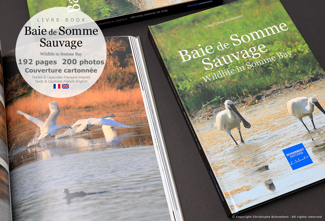 Livre de photographies Baie de Somme Sauvage Wildlife in Somme Bay - Cygnes - Somme Côte Picarde Hauts-de-France - Auteur Christophe Schambert