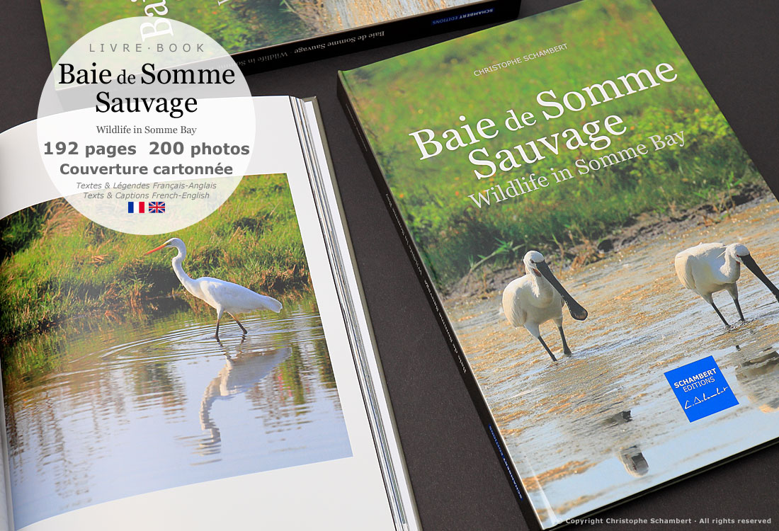 Livre de photographies Baie de Somme Sauvage Wildlife in Somme Bay - Aigrettes - Somme Côte Picarde Hauts-de-France - Auteur Christophe Schambert