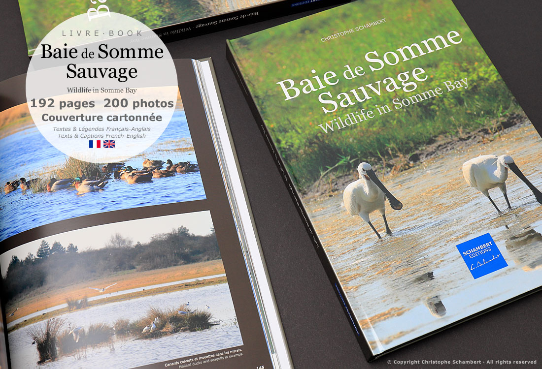 Livre de photographies Baie de Somme Sauvage Wildlife in Somme Bay - Mouettes - Somme Côte Picarde Hauts-de-France - Auteur Christophe Schambert