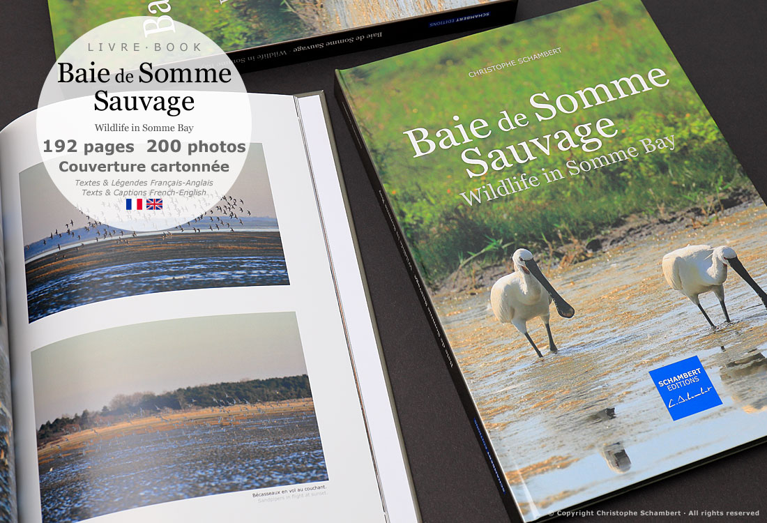 Livre de photographies Baie de Somme Sauvage Wildlife in Somme Bay - Bécasseaux - Somme Côte Picarde Hauts-de-France - Auteur Christophe Schambert