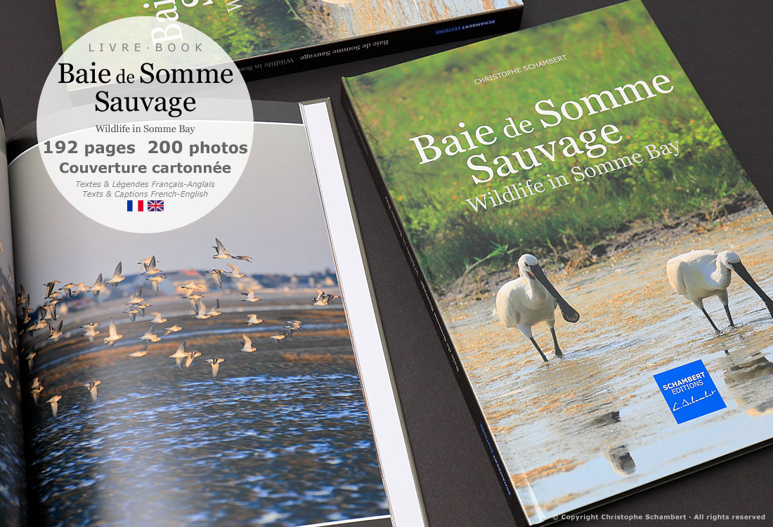 Livre de photographies Baie de Somme Sauvage Wildlife in Somme Bay - Bécasseaux en vol - Somme Côte Picarde Hauts-de-France - Auteur Christophe Schambert