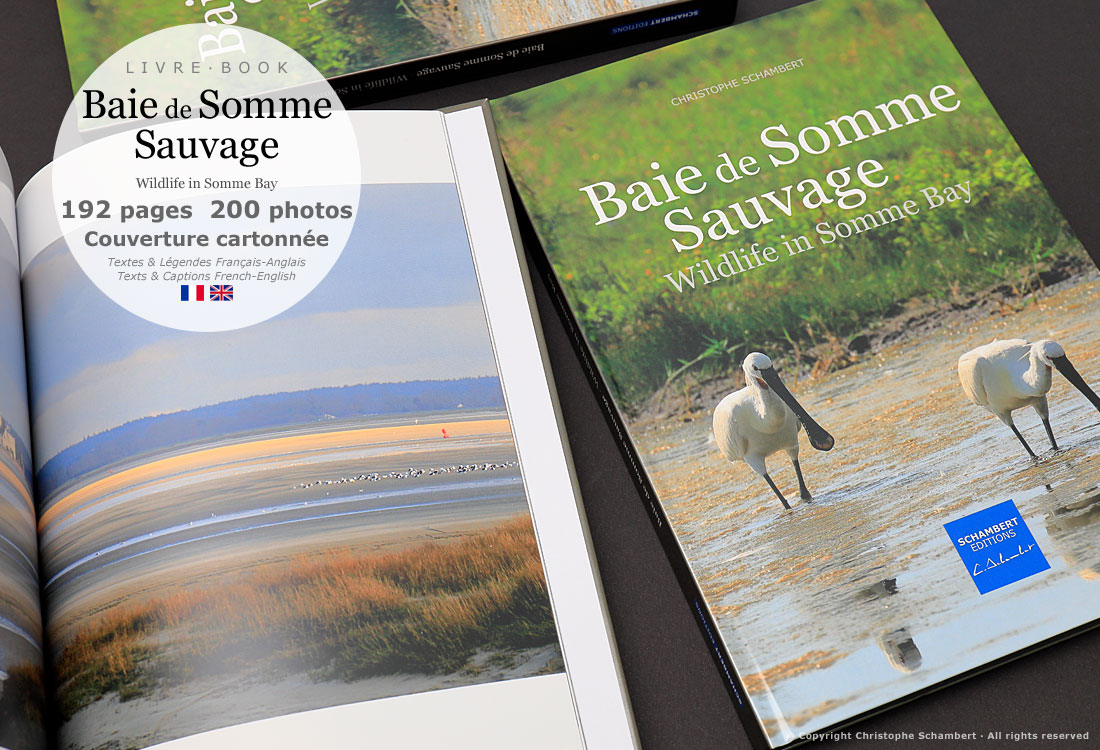 Livre de photographies Baie de Somme Sauvage Wildlife in Somme Bay - Le Crotoy - Somme Côte Picarde Hauts-de-France - Auteur Christophe Schambert